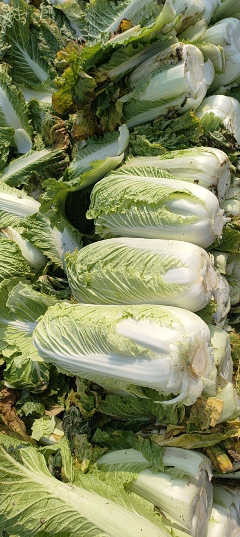 三号白菜，大量有货，质量好，出货快