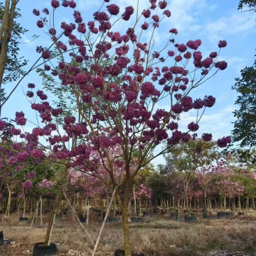 紫花风铃木大量现货容器苗规格其全欢迎来电咨询
