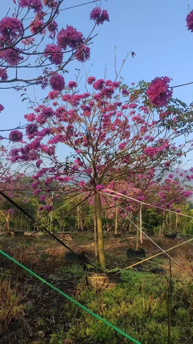 紫花风铃木大量现货容器苗规格其全欢迎来电咨询