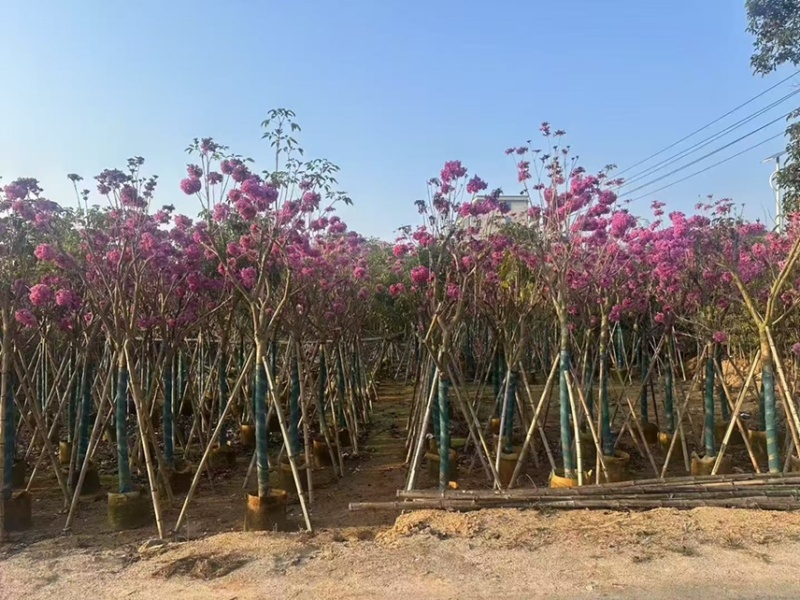 紫花风铃木大量现货容器苗规格其全欢迎来电咨询