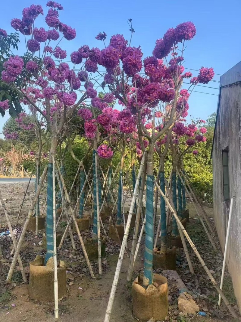紫花风铃木大量现货容器苗规格其全欢迎来电咨询