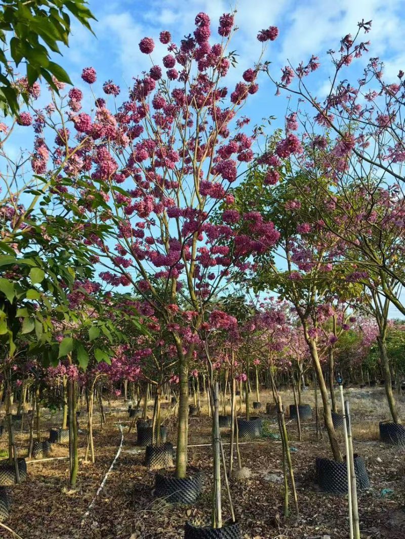 紫花风铃木大量现货容器苗规格其全欢迎来电咨询