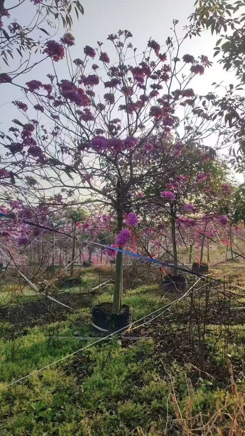 紫花风铃木大量现货容器苗规格其全欢迎来电咨询
