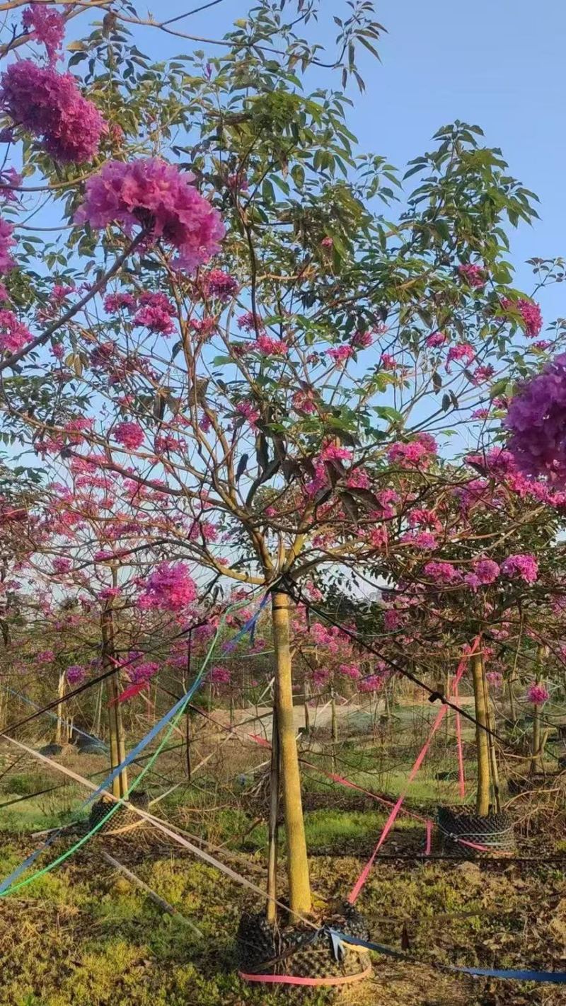 紫花风铃木大量现货容器苗规格其全欢迎来电咨询