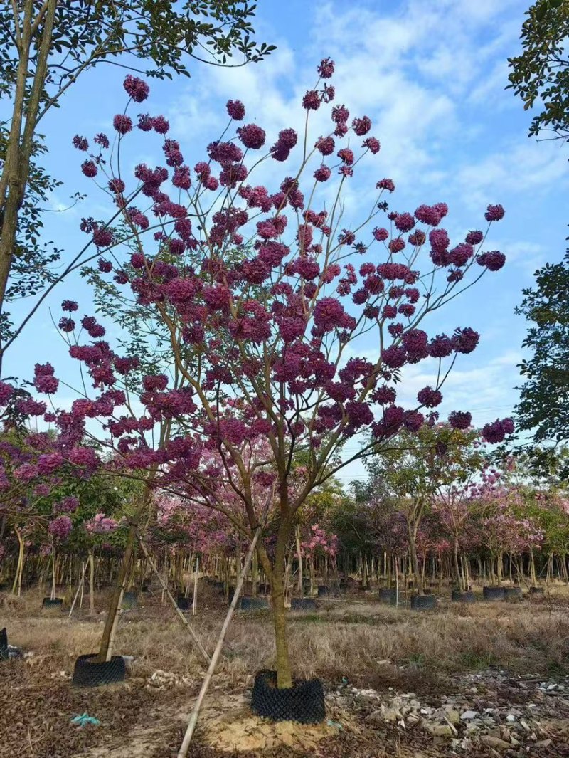 紫花风铃木大量现货容器苗规格其全欢迎来电咨询