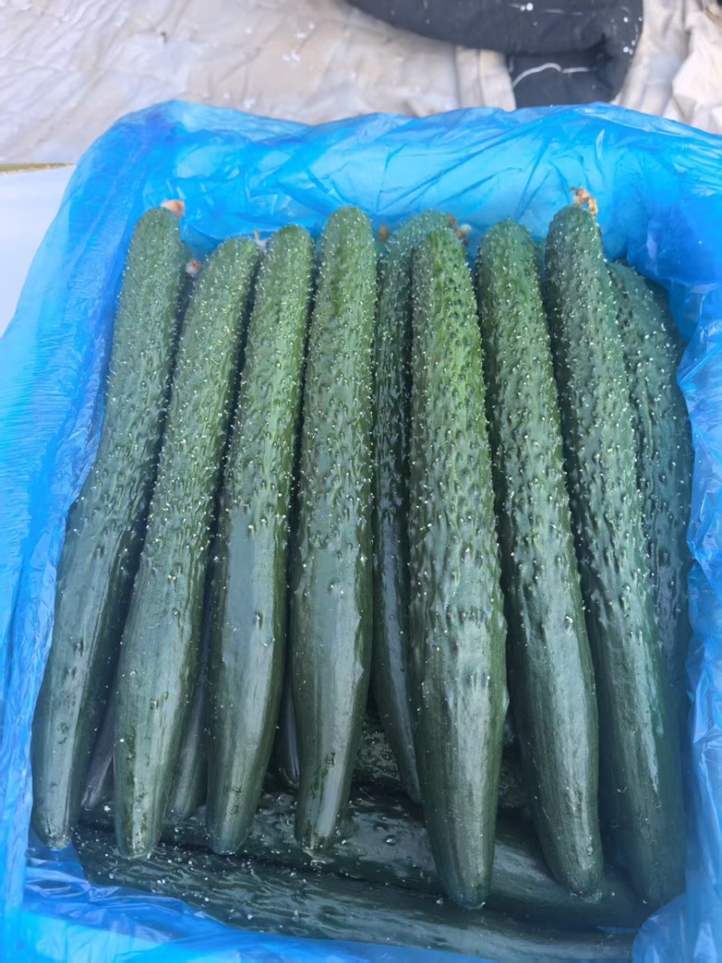 精品黄瓜
