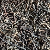 威灵仙威灵仙根威灵仙切片