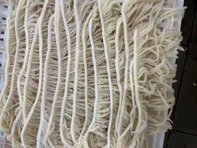 醇香长千层1390一件净重50斤10包
