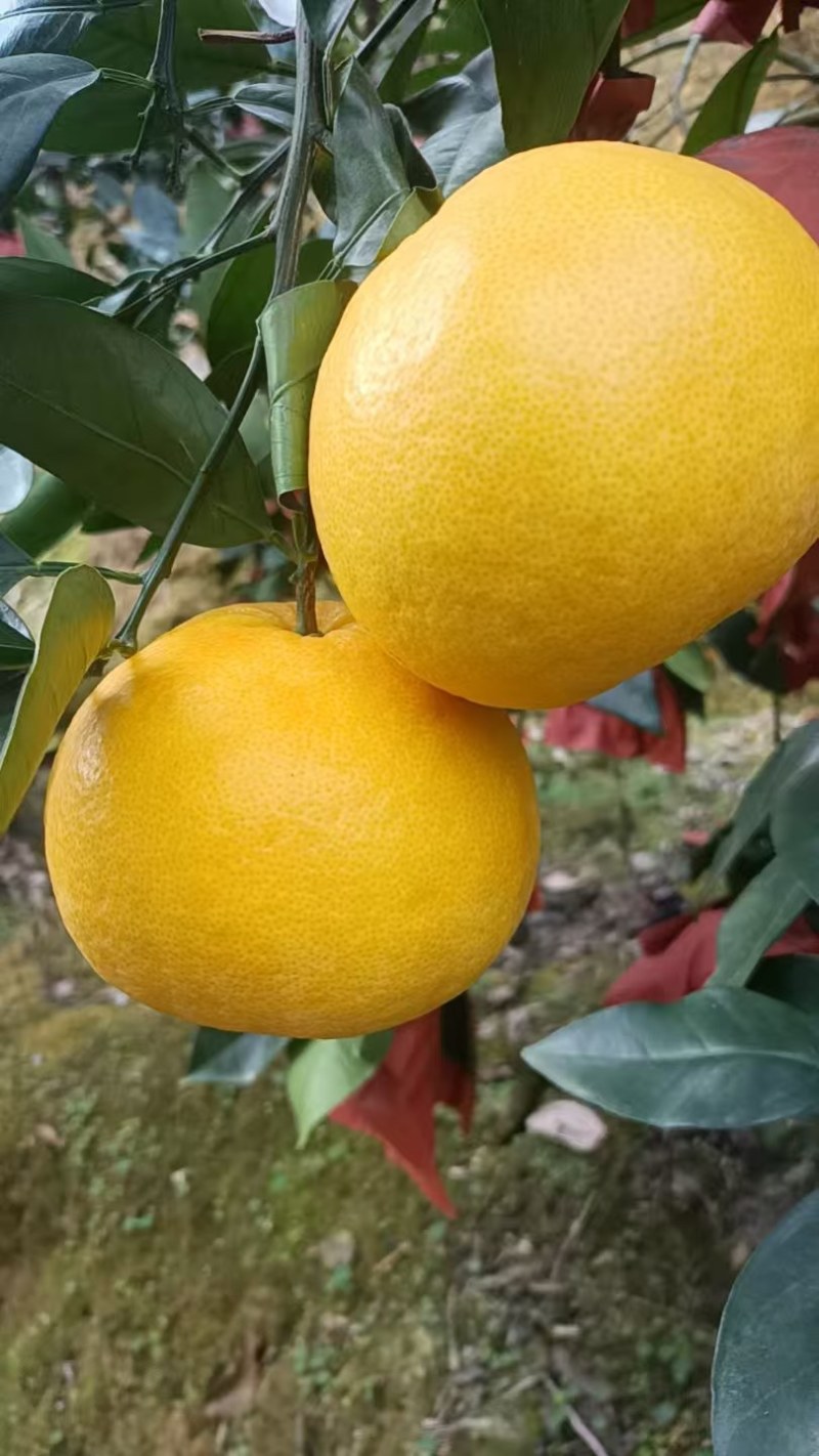 葡萄柚