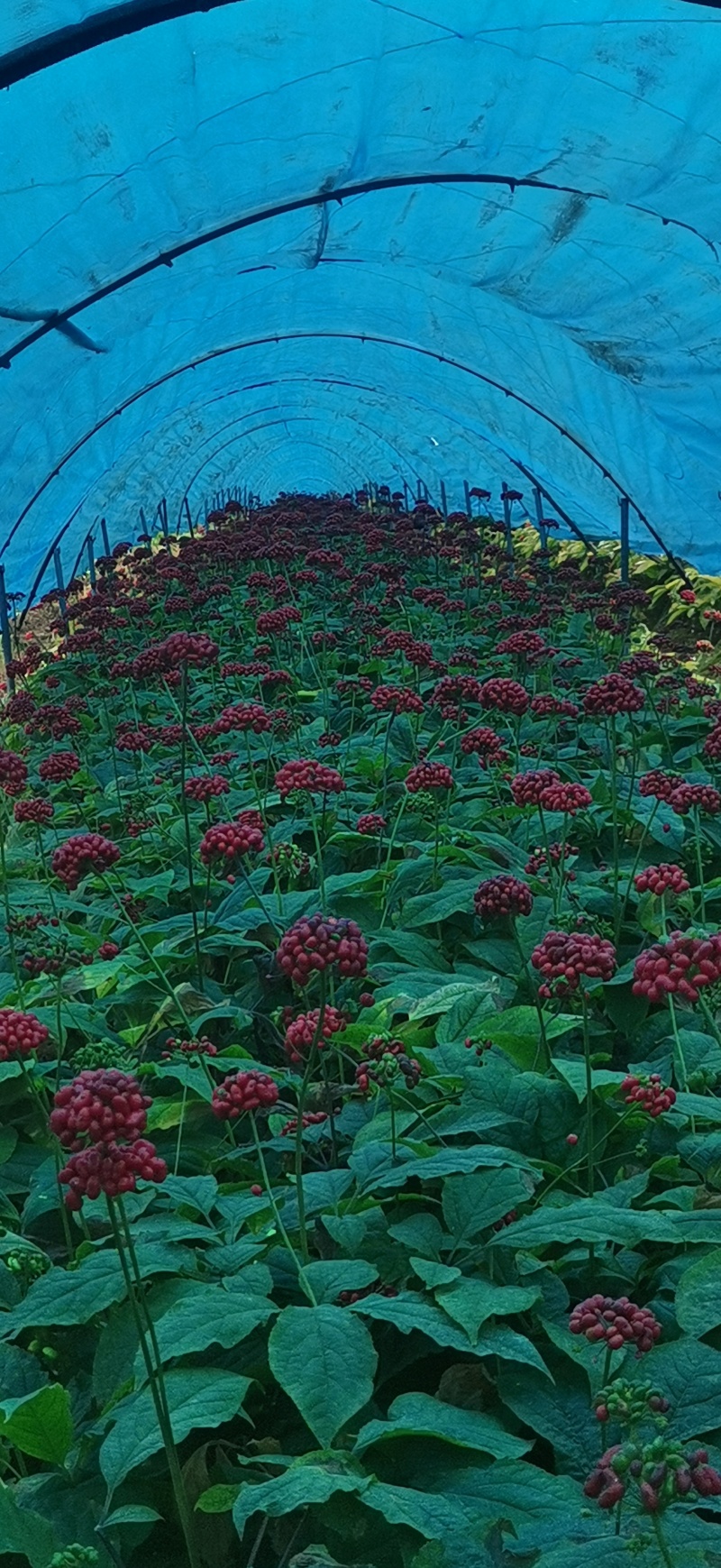 人参花泡茶产日常泡茶用价格实惠价格不贵优质