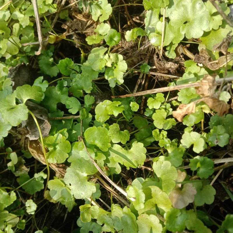 湖南安化纯野生猫爪草种苗大量有售