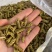 正宗霍山铁皮石斛枫斗产地直发，量大价优，欢迎随时联系看货