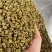 正宗霍山铁皮石斛枫斗产地直发，量大价优，欢迎随时联系看货