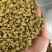 正宗霍山铁皮石斛枫斗产地直发，量大价优，欢迎随时联系看货