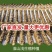 可重复使用u型槽山药淮山种植定向定形模具浅生槽紫山药