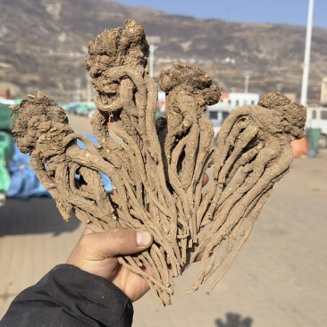 甘肃岷县当归。量大从优品质无忧。所见即所得。