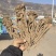 甘肃岷县当归。量大从优品质无忧。所见即所得。