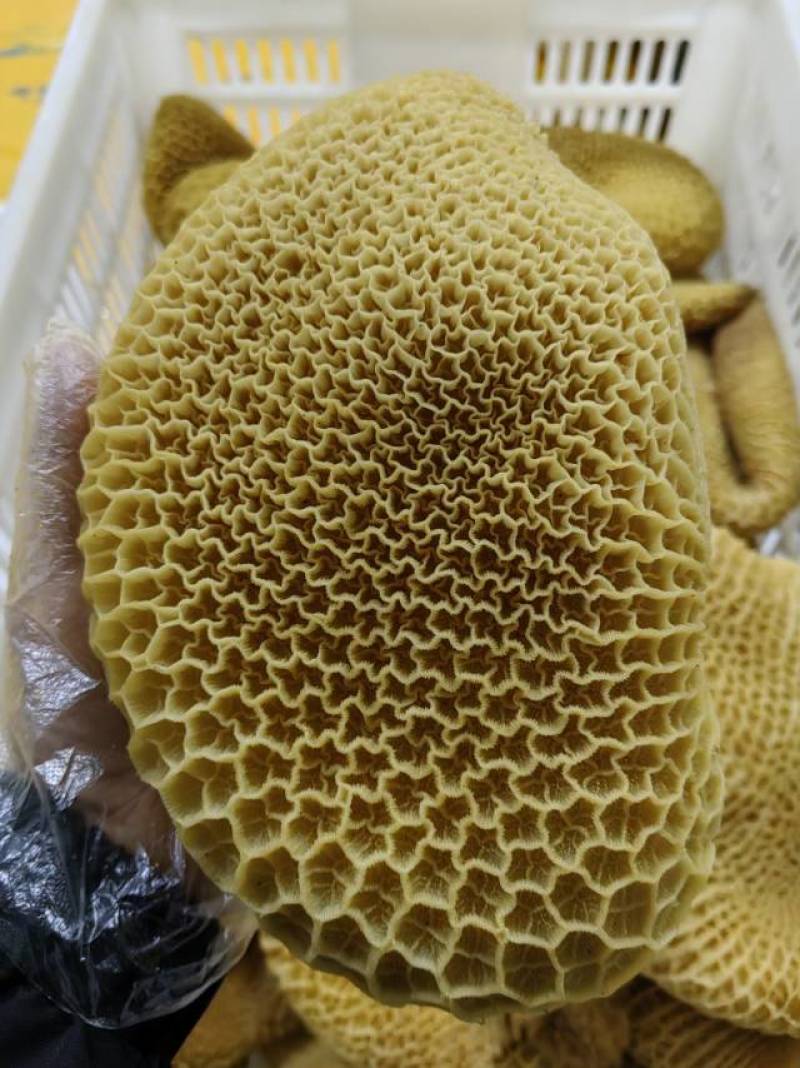 全熟牛金钱肚，现卤现发