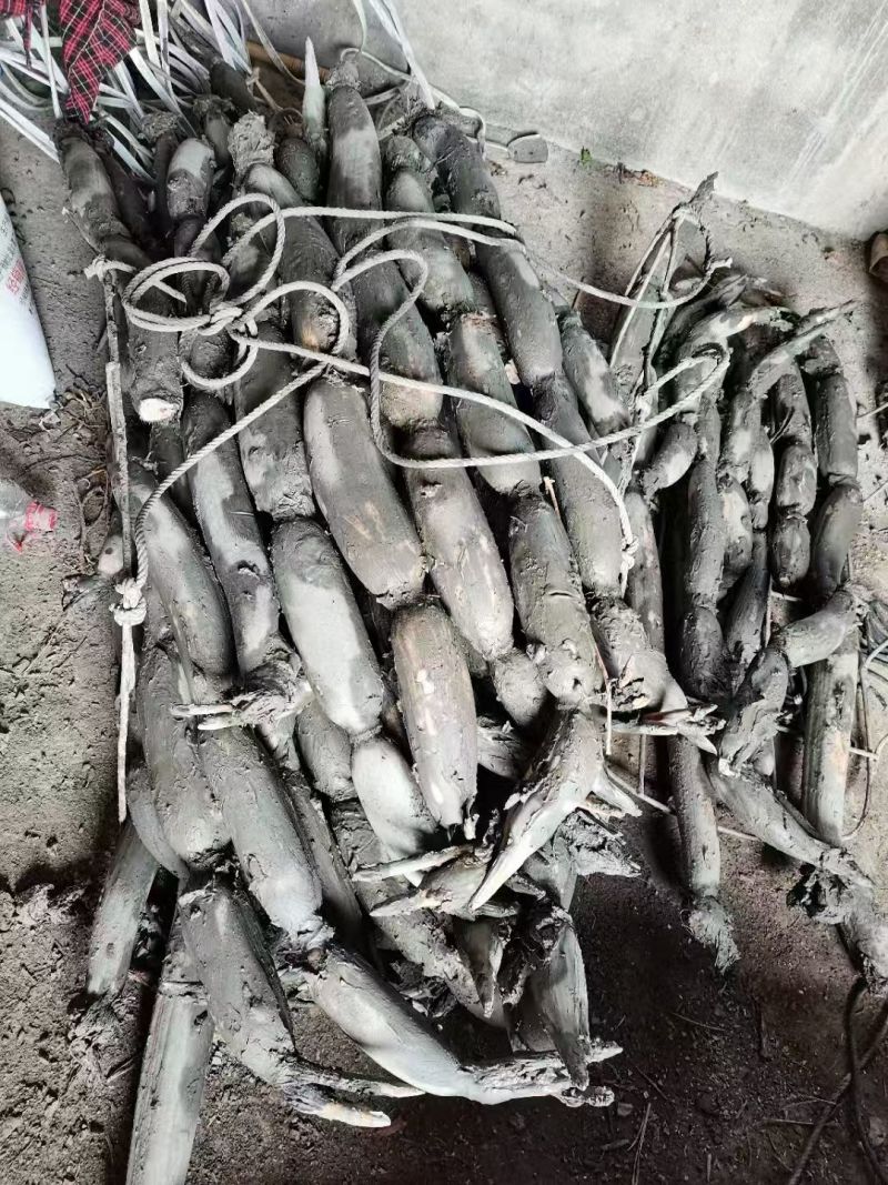 生态莲藕专业种植，产地直发，全国销售，欢迎老板们进店沟通