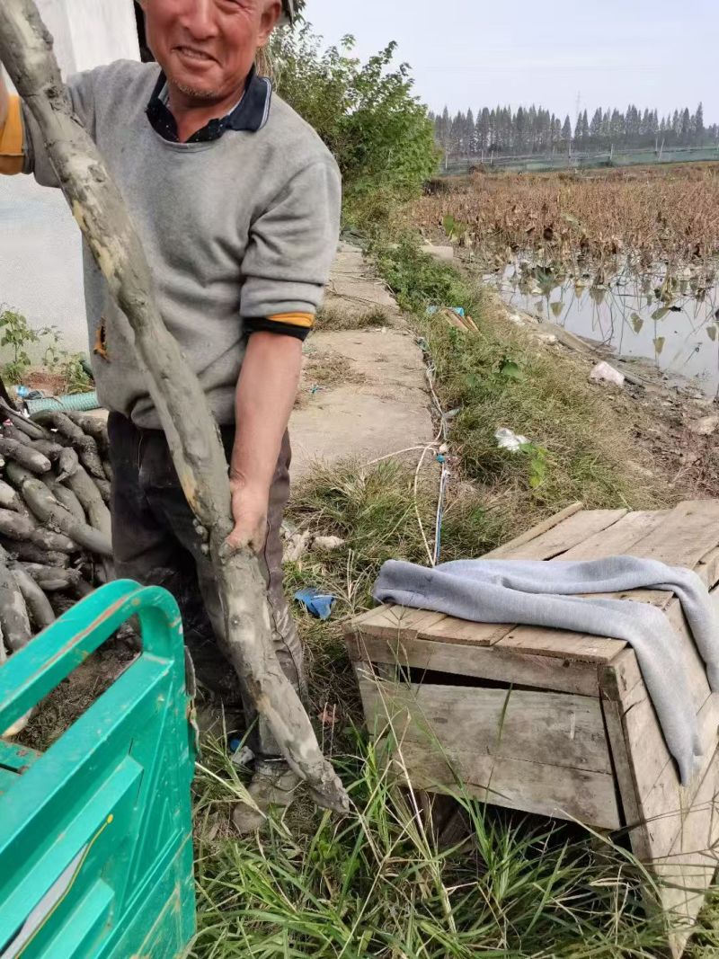 生态莲藕专业种植，产地直发，全国销售，欢迎老板们进店沟通