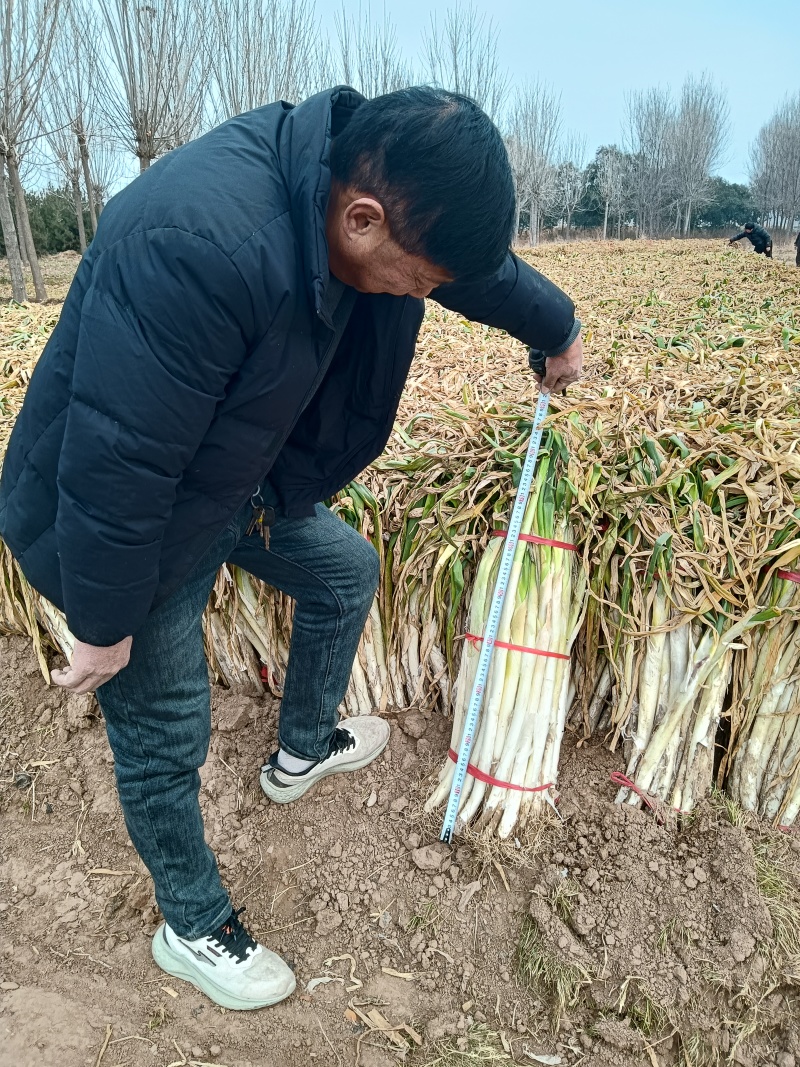 优质长白大葱