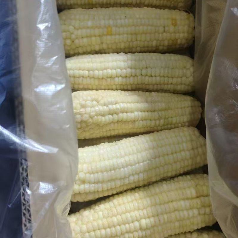 精品粘玉米大量上市厂家直发价格优惠欢迎来电洽谈合作