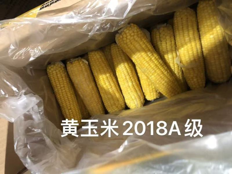精品粘玉米大量上市厂家直发价格优惠欢迎来电洽谈合作