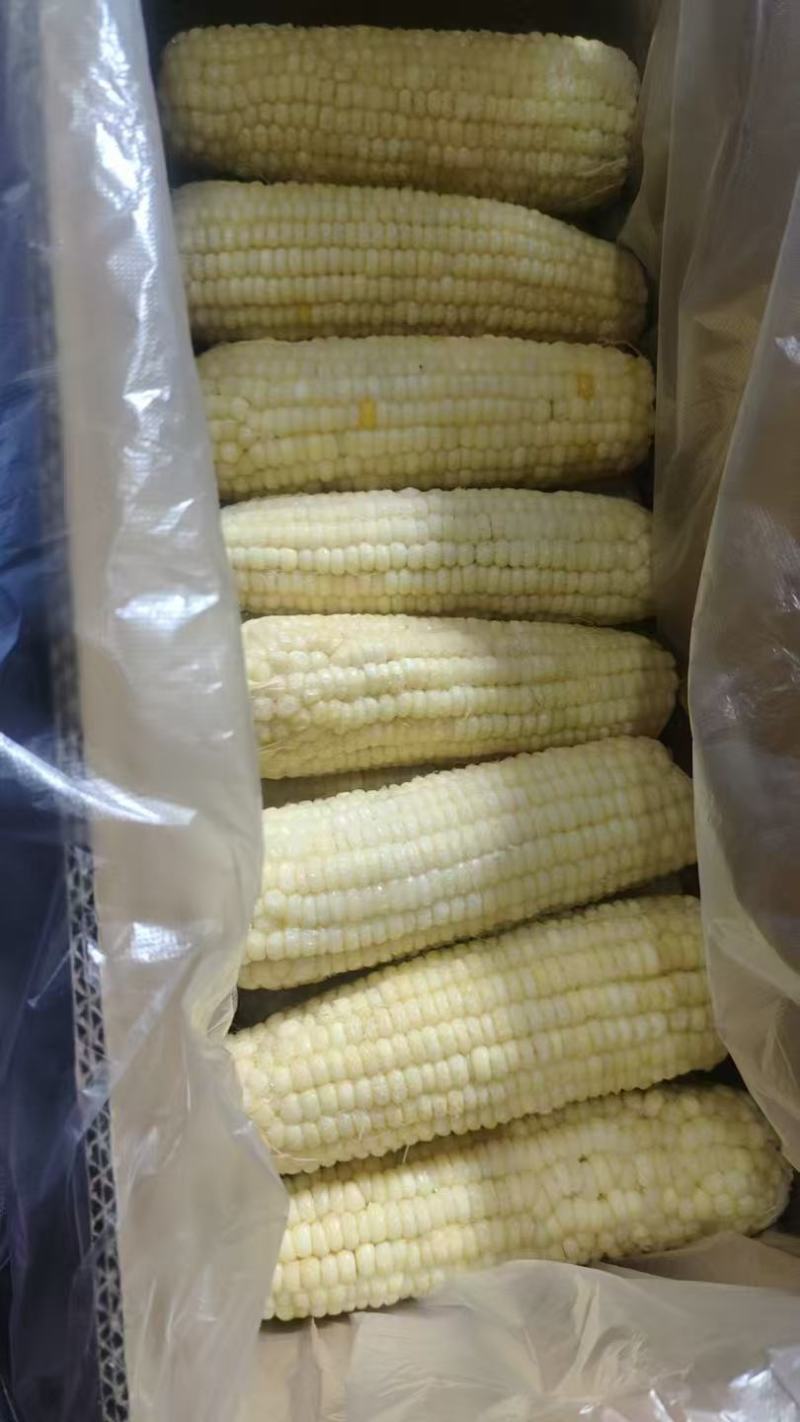 精品粘玉米大量上市厂家直发价格优惠欢迎来电洽谈合作