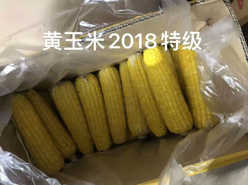 精品粘玉米大量上市厂家直发价格优惠欢迎来电洽谈合作