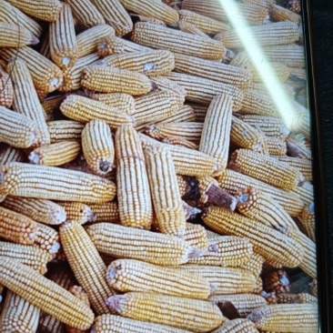黑龙江干玉米棒大量供应自家种植对接全国新老客户