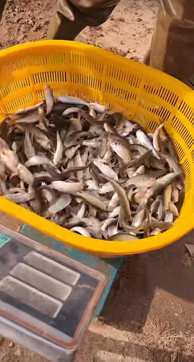 马口鱼湖北赤壁渔乡万亩水产基地直发量大从优