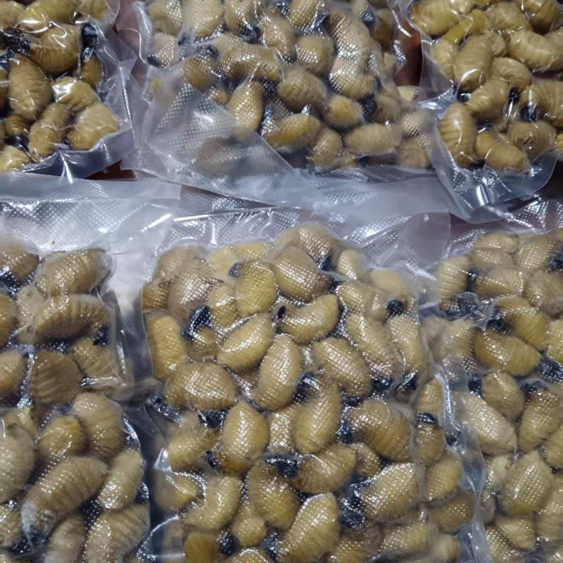 竹虫大量供应中/产地直发/量大从优/欢迎来电咨询订购