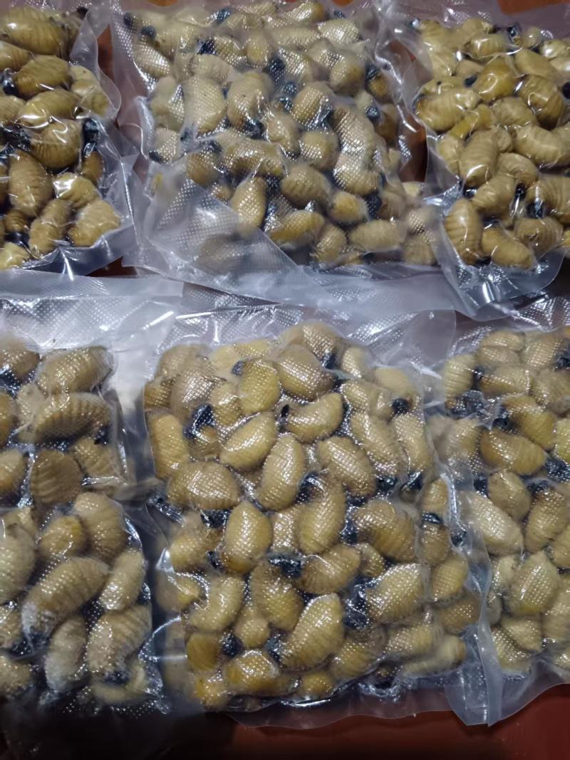 竹虫大量供应中/产地直发/量大从优/欢迎来电咨询订购