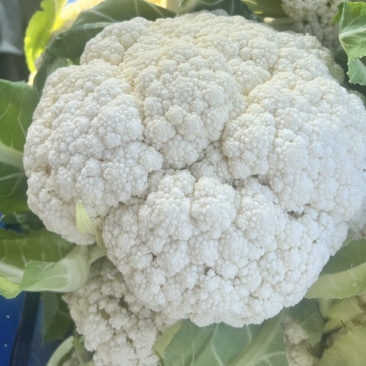 松花菜湖北菜花产地一手货源保质保量对接全国