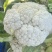 松花菜湖北菜花产地一手货源保质保量对接全国