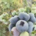 【L25花香】山东暖棚蓝莓L25蓝莓新鲜美味协助装车欢迎电联