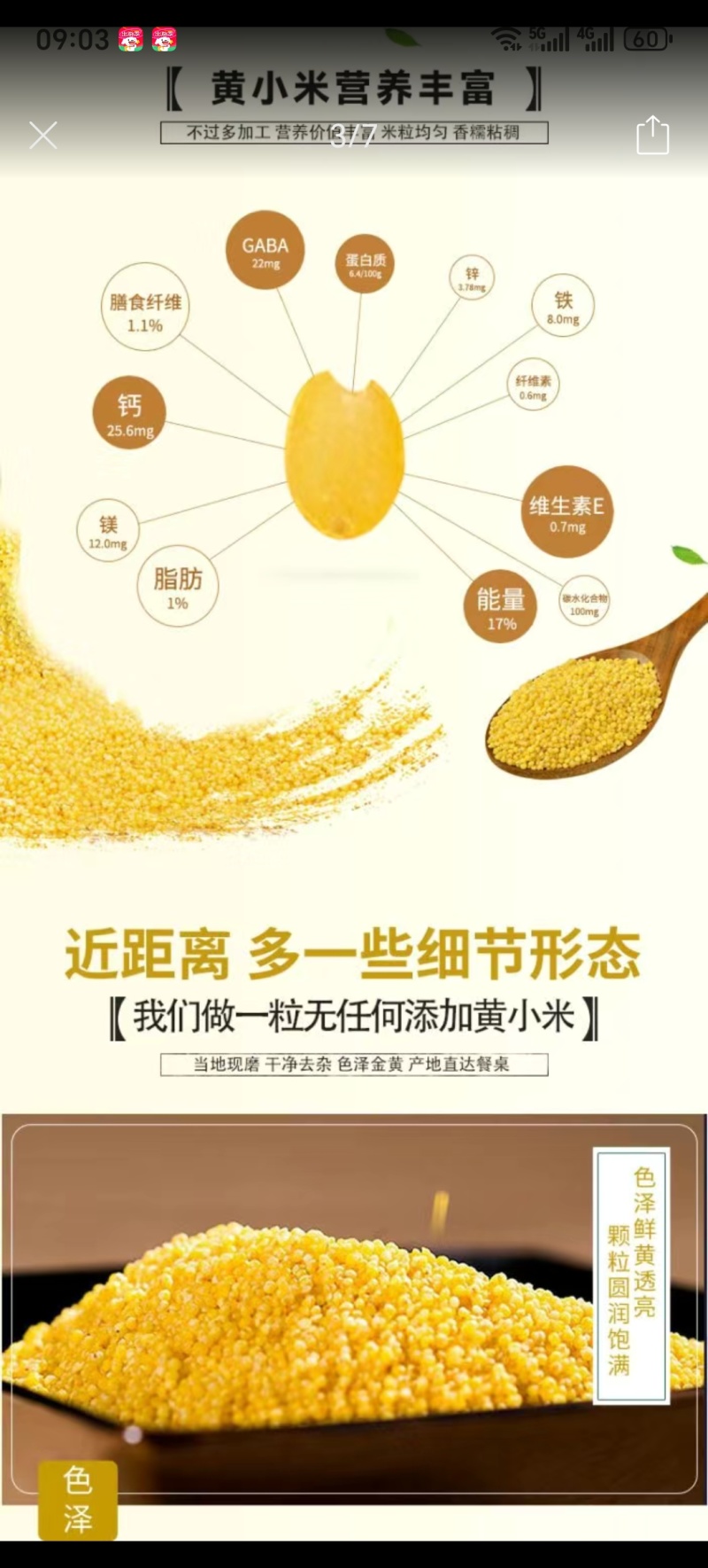 金苗黄小米