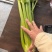 江苏南通海门西芹水果西芹