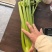 江苏南通海门西芹水果西芹