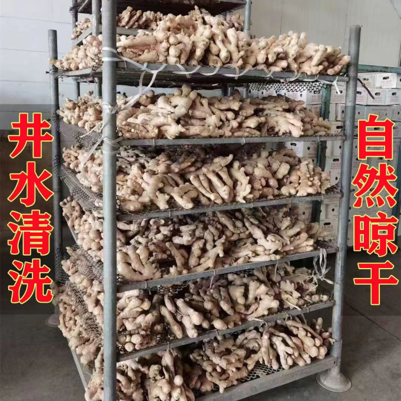 产地批发（大黄姜水洗姜风干姜）电商/批发市场/加工厂