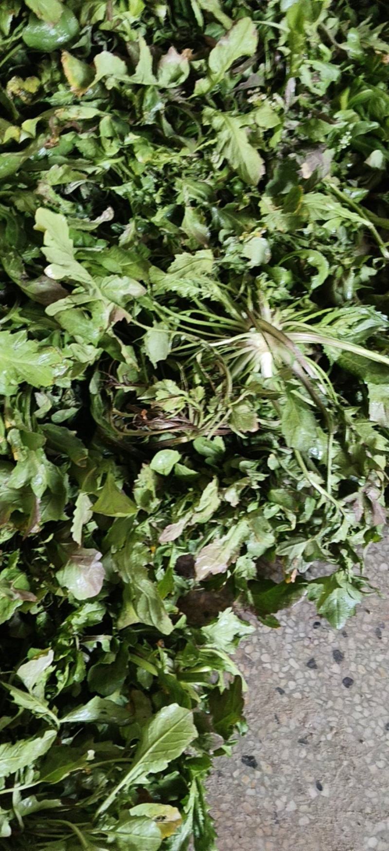 精品荠菜一手货源品质保证对接商超欢迎联系