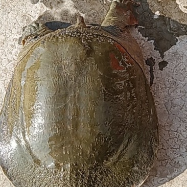 苍溪鳖