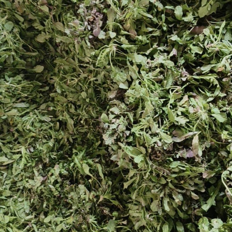 精品荠菜一手货源品质保证对接商超欢迎联系