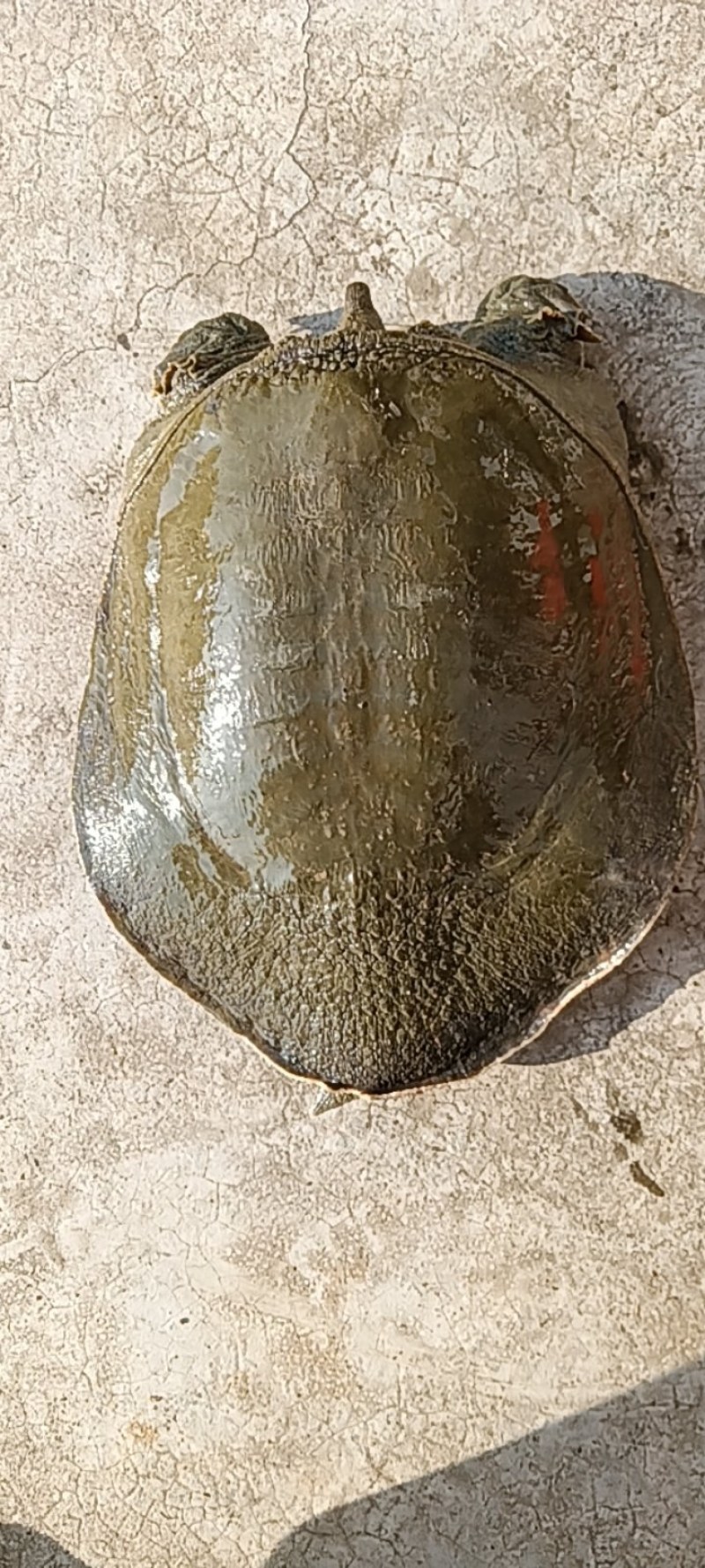 苍溪鳖