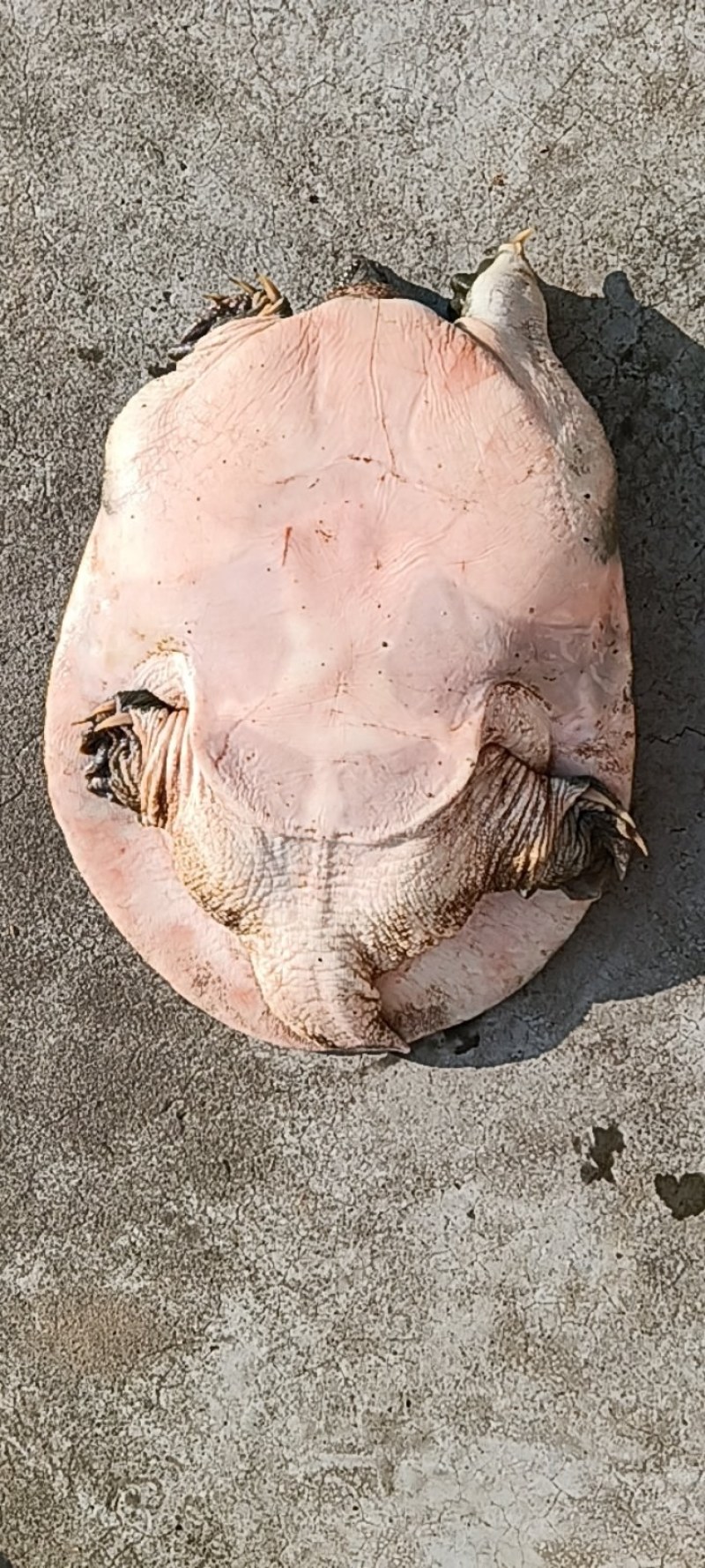 苍溪鳖
