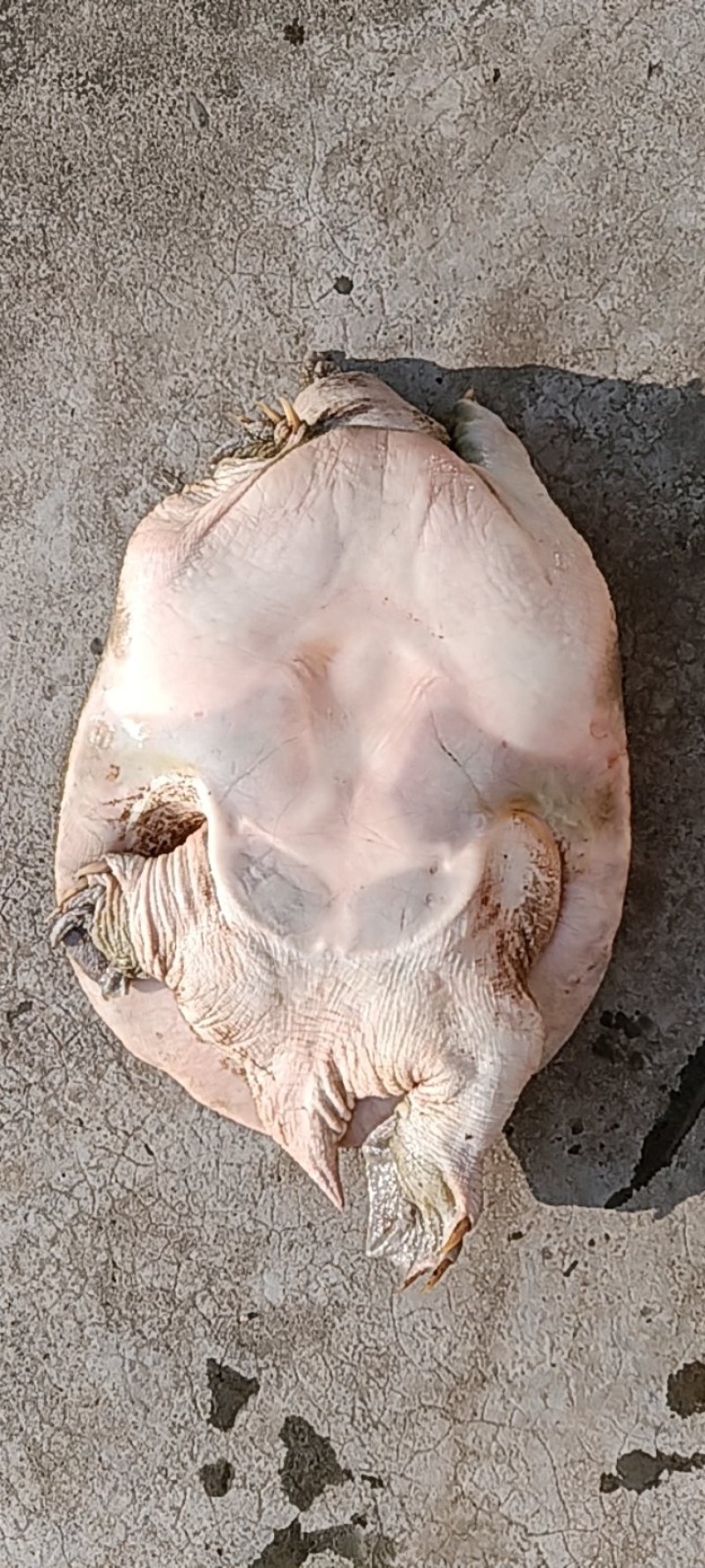 苍溪鳖