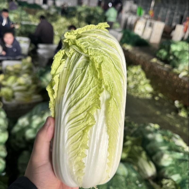 娃娃菜需要的老板可以联系我