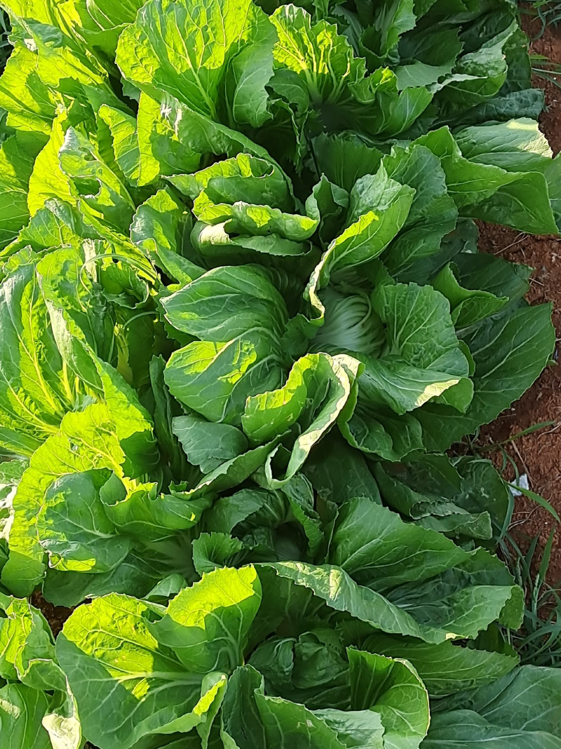 广东包心芥菜一手货源，质量保证，对接超市电商批发市场