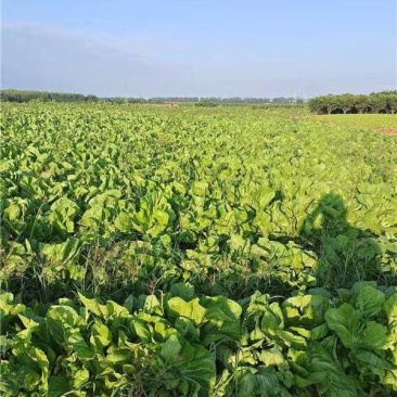 广东包心芥菜一手货源，质量保证，对接超市电商批发市场