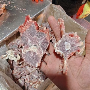 多肉羊蝎子